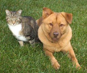 Let us care for your pets while you're away